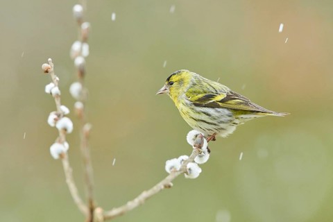 Eurasian siskin