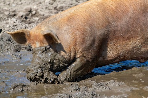 Duroc pig