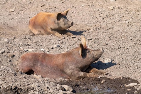 Duroc pig