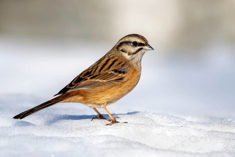 Rock Bunting