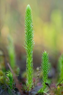 Inundated Club Moss