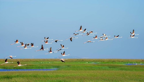 Greater flamingos