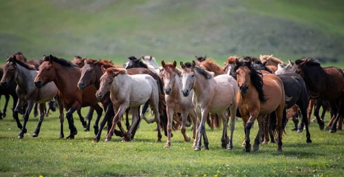 Domestic Horses
