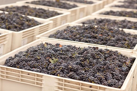 Harvested ripened wine grapes in crates