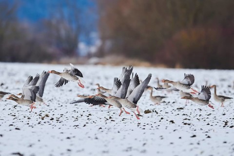 Starting Greylag goose