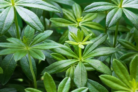 Woodruff