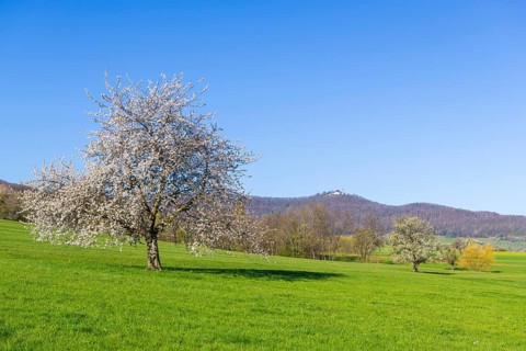 Orchard meadow