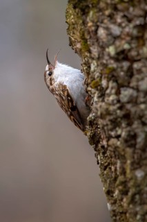 Eurasian Treecreeper