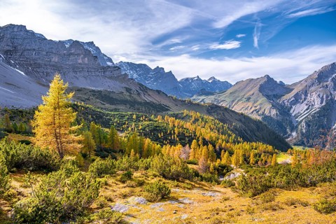 Yellow larches in autumn