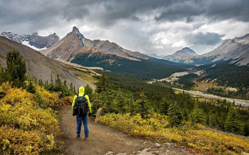 Hiker between autumnal bushes