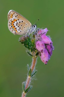 Agriades optilete