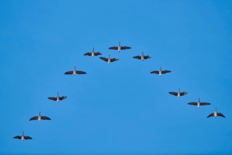 Flying Greylag geese