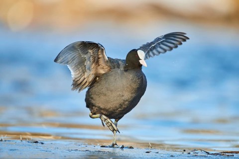 Eurasian coot