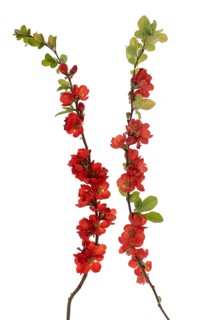 Flowering branches of a Japanese ornamental quince