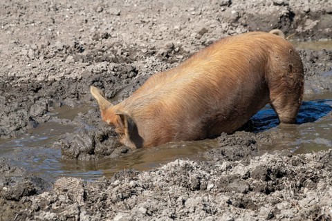 Duroc pig
