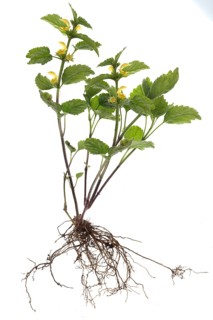 Common Yellow archangel