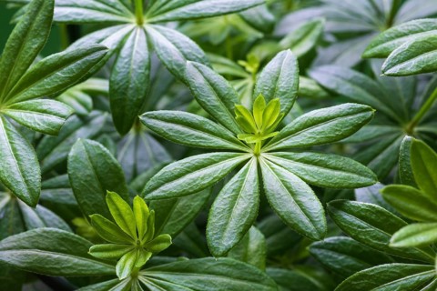 Woodruff