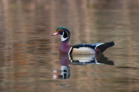 Wood duck