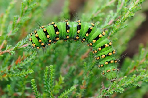 Caterpillar of a night peacock