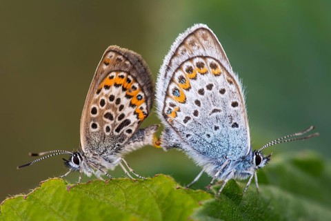 Agriades optilete
