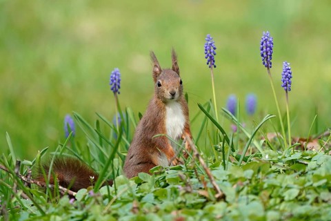 Squirrel