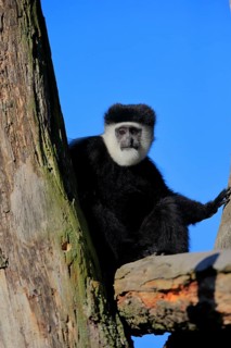 Mantled guereza
