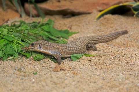 Striped shield lizard