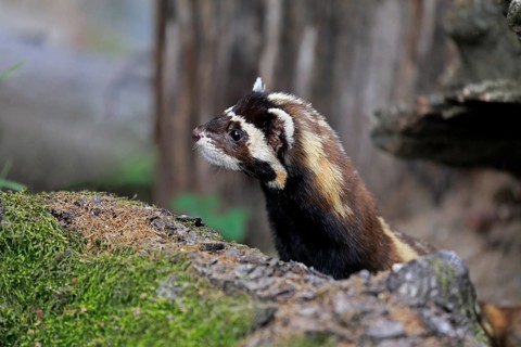 Marbled polecat