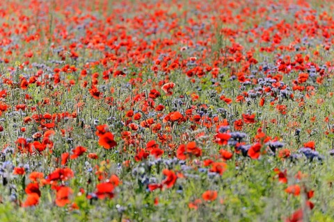 View over a flowering strip with tansy phacelia