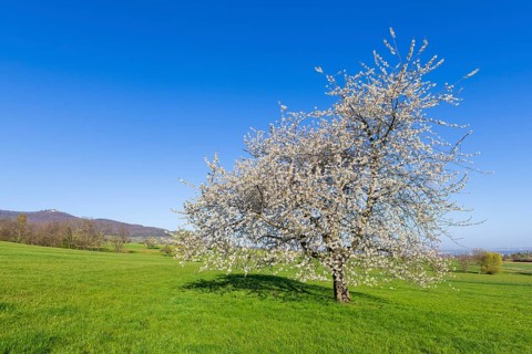 Orchard meadow