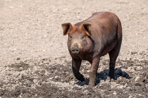 Duroc pig
