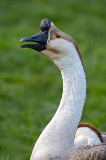 Mute goose