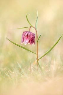 Snake's Head Fritillary