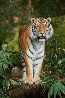 Bengal tiger