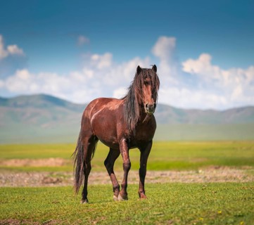 Stallion