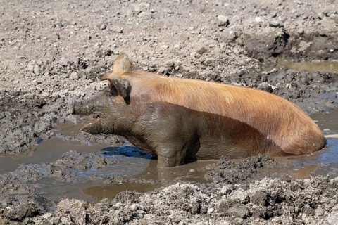 Duroc pig
