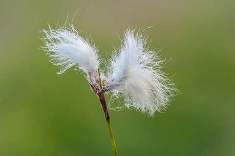 Hare's-tail cottongrass