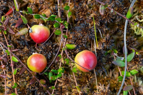 Small cranberry
