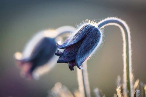 Meadow pasque flower
