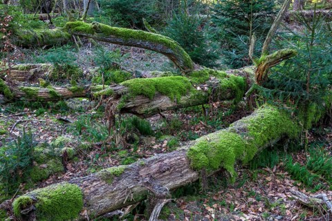 Spruce forest