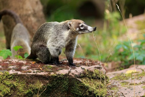 White-trunked coati