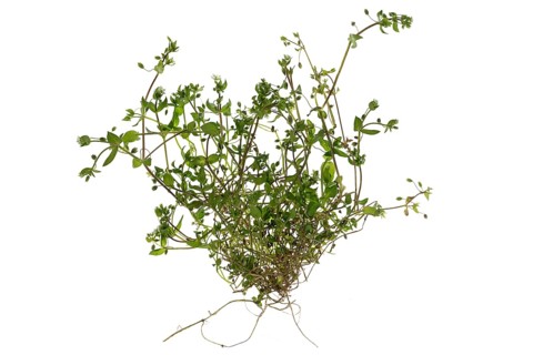 Common Common chickweed