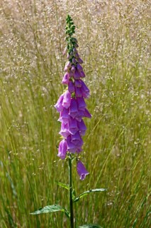 Common foxglove
