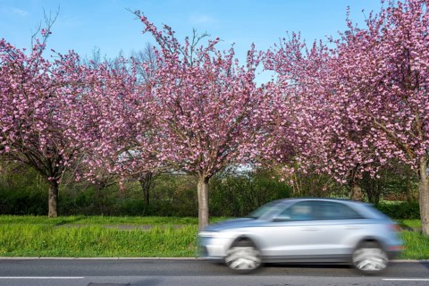Cherry blossom