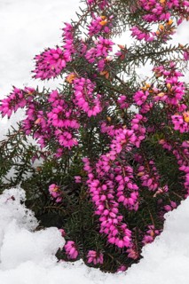 Winter heath