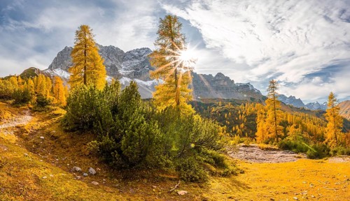 Yellow larches in autumn