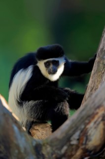 Mantled guereza