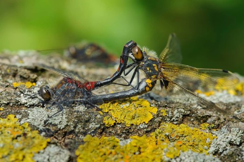 White-faced darter