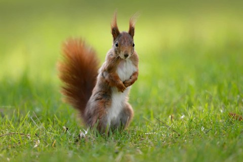 Squirrel