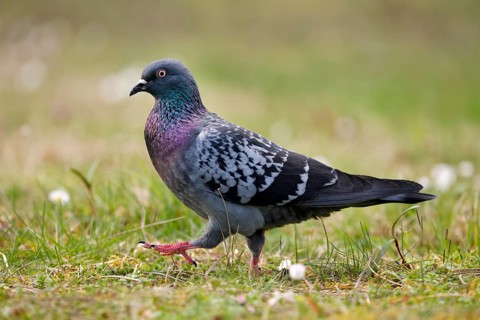City dove